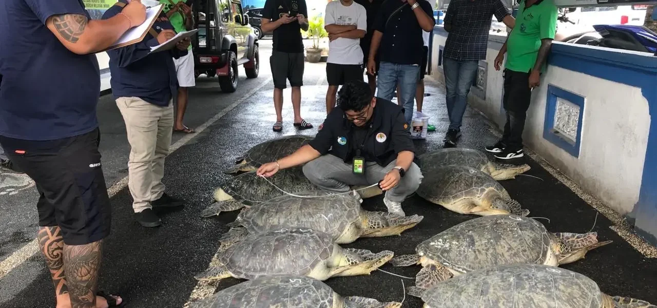 Kementerian Kehutanan Identifikasi Wilayah Rawan Penyelundupan Penyu | Berita
