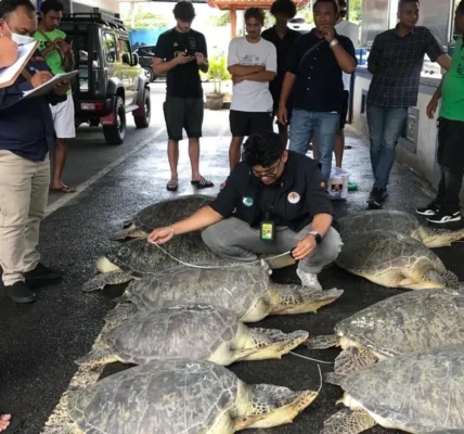 Kementerian Kehutanan Identifikasi Wilayah Rawan Penyelundupan Penyu | Berita