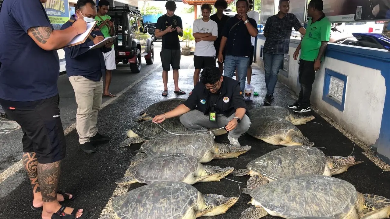 Kementerian Kehutanan Identifikasi Wilayah Rawan Penyelundupan Penyu | Berita